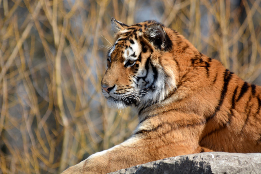 Zoo Hodonín - Slovácko