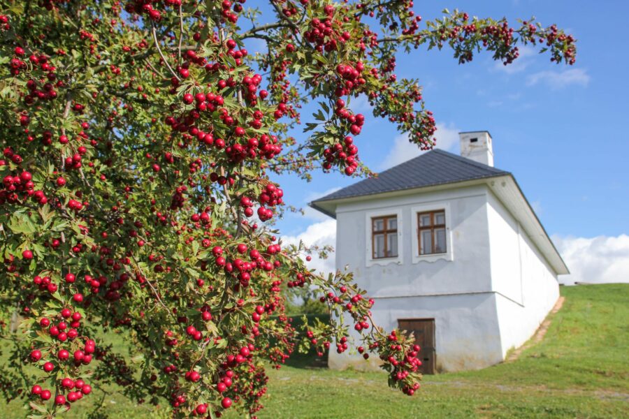 Skanzen Rochus FOTO