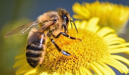 Včelařská naučná stezka
