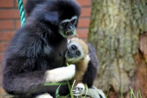 Jaro v zoo: výběhy oživila mláďata sitatung, zeber či klokanů FOTO
