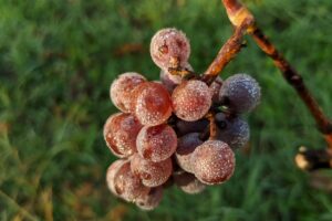 „Když se houbaři radují, vinaři pláčou“ aneb jaká byla loňská úroda vína? FOTO