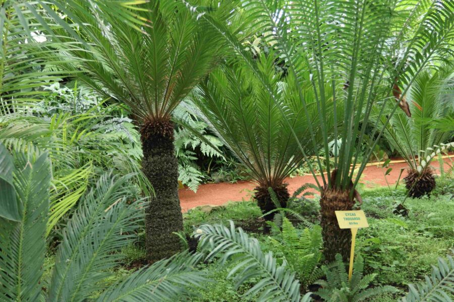 Botanický skleník Nemocnice TGM FOTO