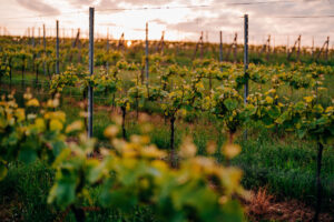 0371_VINO_HRUSKA_2021_06_03_VELEHRADSKE_VINICE_SA906099