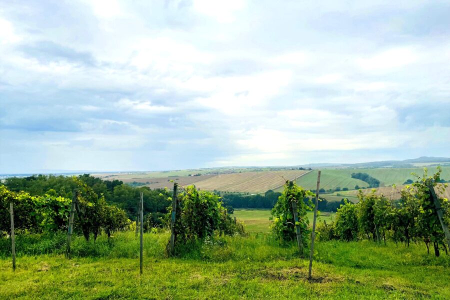 Za vínem do&nbsp;nejsevernějších vinařských obcí Slovácka FOTO