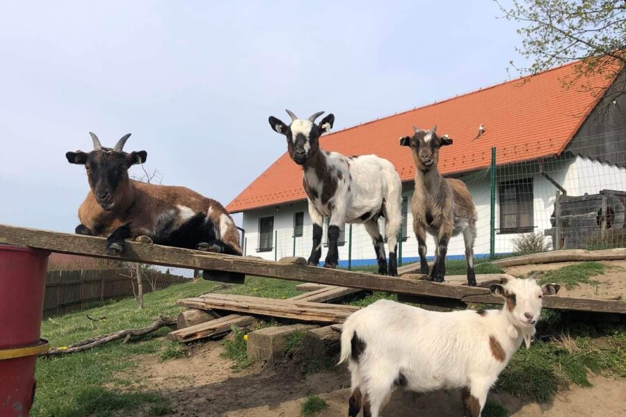 Velikonoční jarmark na&nbsp;mlýně FOTO