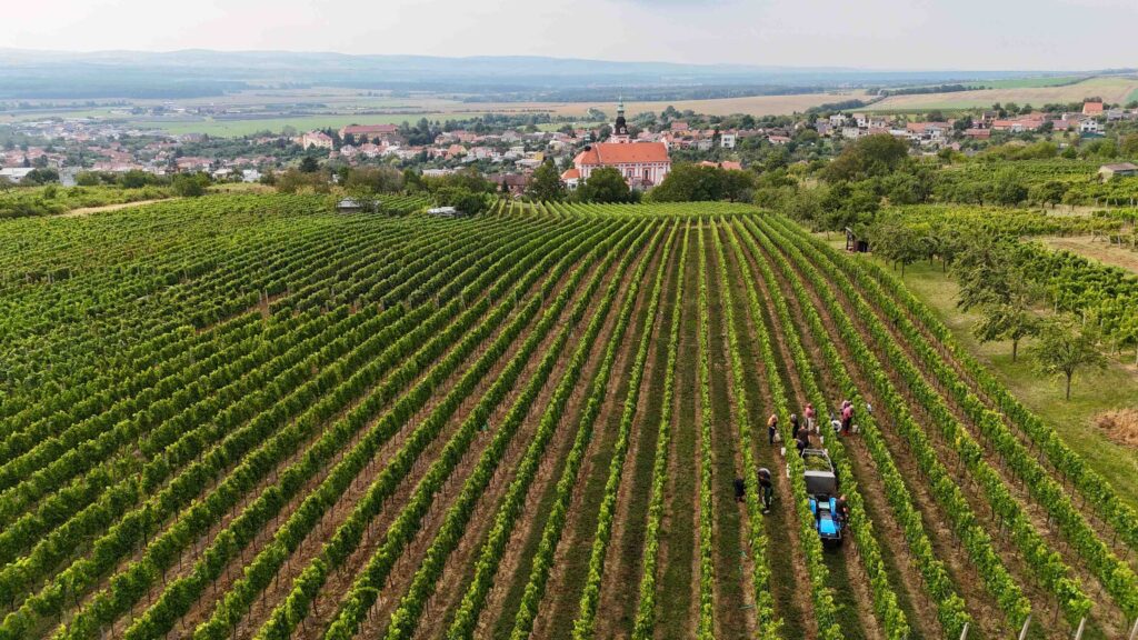 Od hroznu ke&nbsp;skleničce – vinobraní ve&nbsp;Vinařství Vaďura