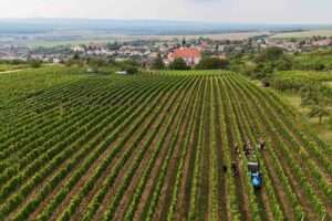 Burčákových akcí přibývá: Pochody, vinobraní i&nbsp;ochutnávky FOTO
