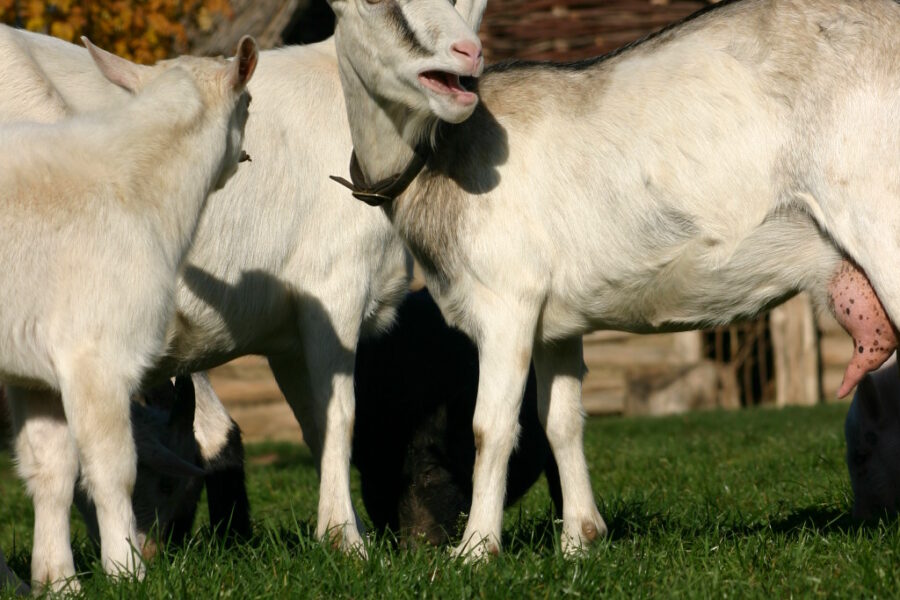 Velikonoce ve&nbsp;skanzenu FOTO